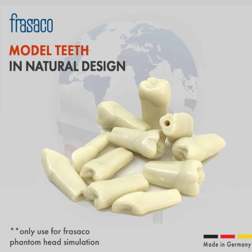 Fransaco-TOOTH-MODEL-LQ-WEBSITE